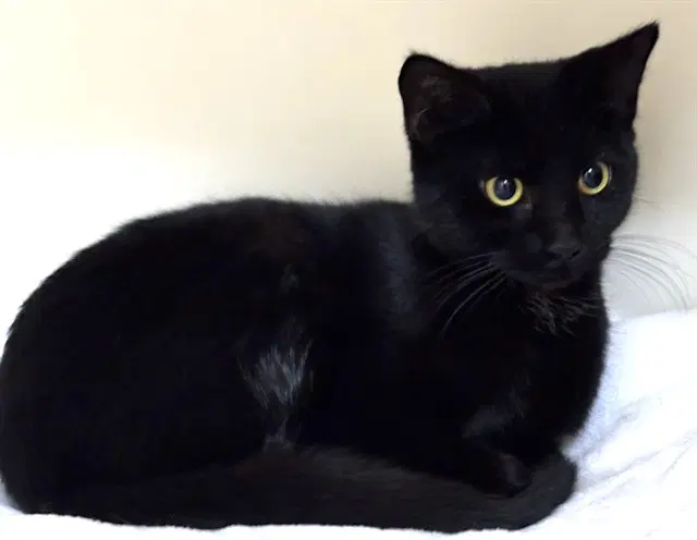 Emmie - Domestic Short Hair