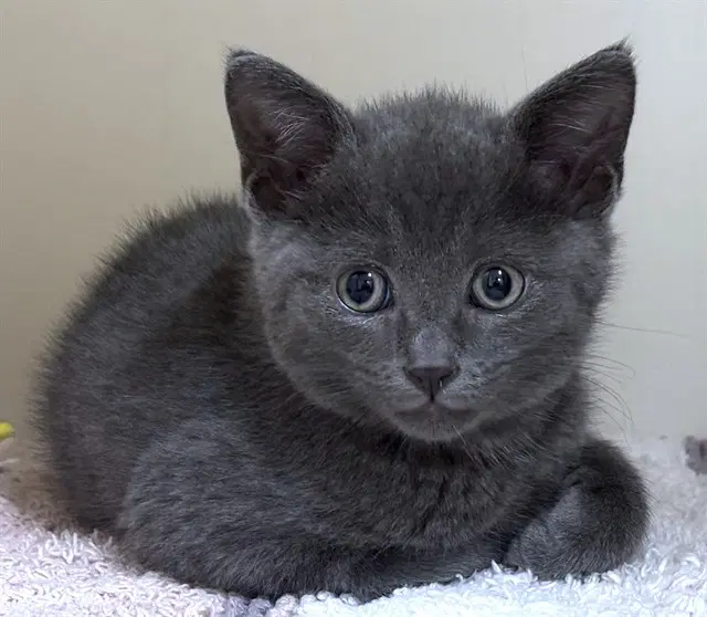 Cinder - Domestic Short Hair