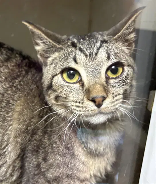 Manatee - Domestic Short Hair
