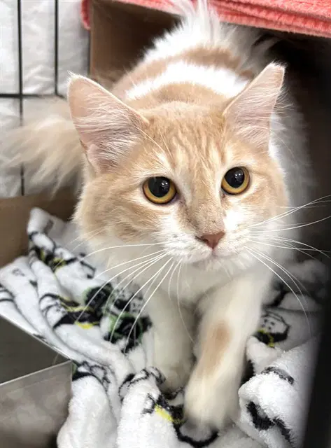 Pumpkin - Domestic Long Hair