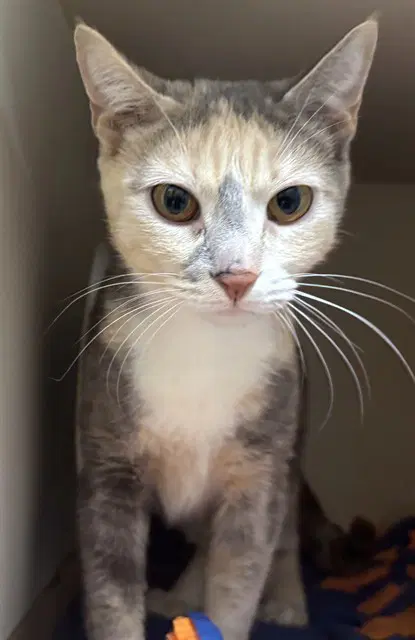Reina - Domestic Short Hair