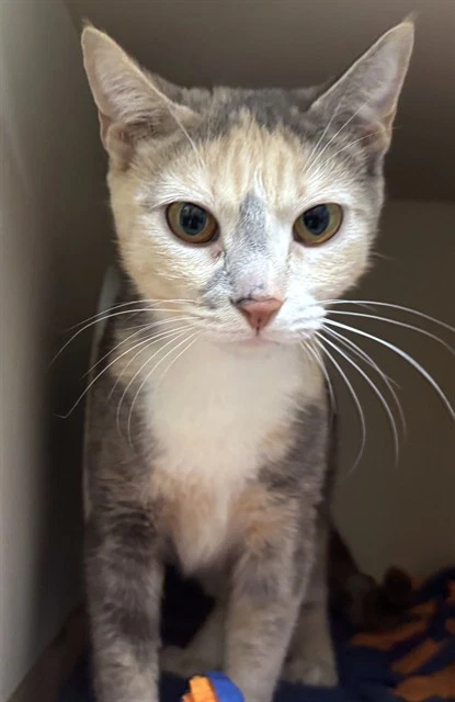Reina