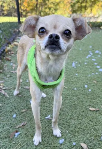 Mousie - Chihuahua