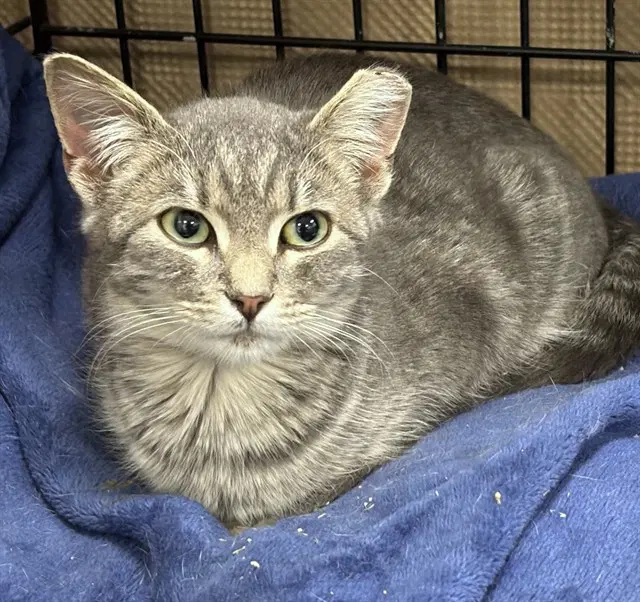 Bramble - Domestic Short Hair