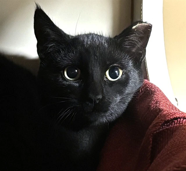 Banjo
