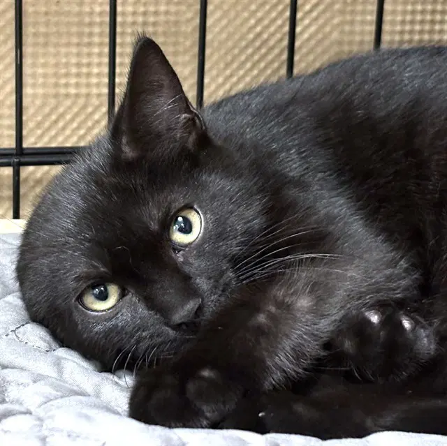 Jack Jack - Domestic Short Hair