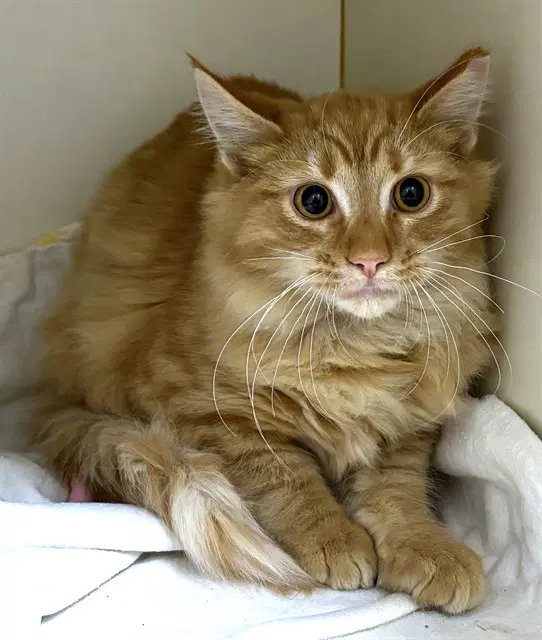 Piccolo - Domestic Long Hair