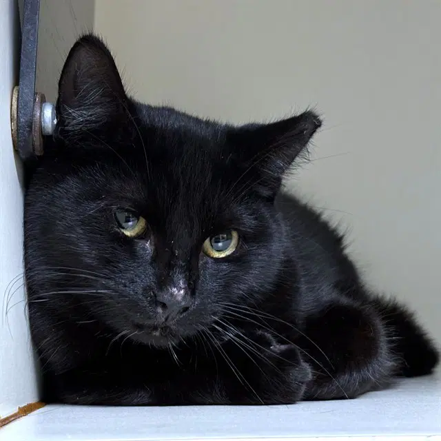 Clara - Domestic Short Hair