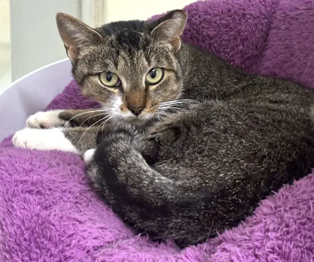 Karen - Domestic Short Hair