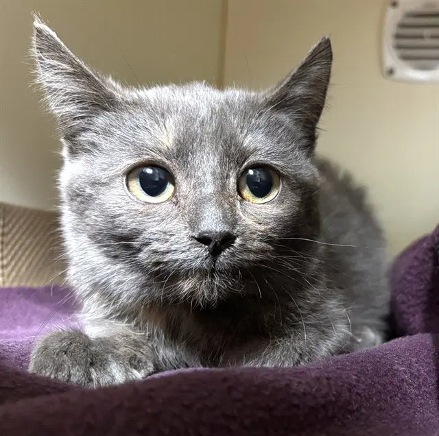 Alphabet - Domestic Short Hair