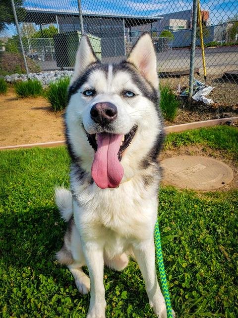 adoptable Dog in Sacramento, CA named *RENO