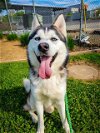 adoptable Dog in sacramento,, CA named *RENO