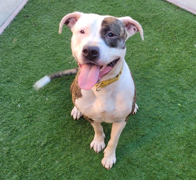 adoptable Dog in Sacramento, CA named *DINO