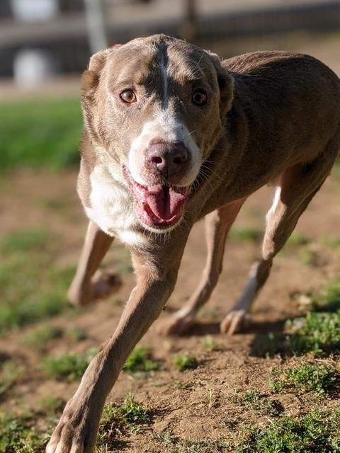 adoptable Dog in Sacramento, CA named *FLASH GORDON