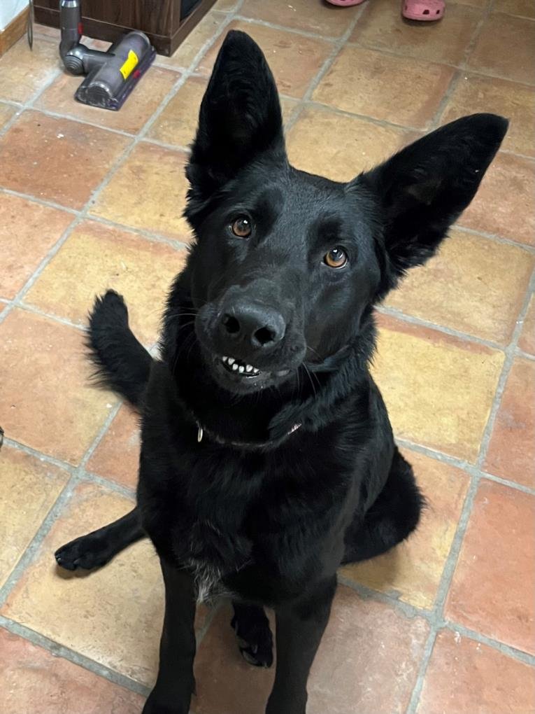 adoptable Dog in Sacramento, CA named *AERITH