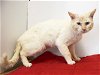 adoptable Cat in sacramento,, CA named *HECTOR
