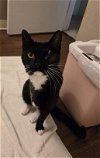 adoptable Cat in sacramento,, CA named *MEEKA