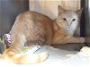 adoptable Cat in sacramento, CA named *BOGART (GARDEN CAT)