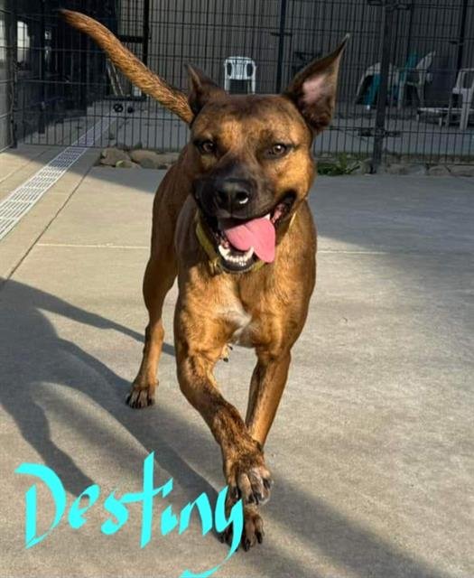 adoptable Dog in Sacramento, CA named *DESTINY