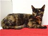 adoptable Cat in sacramento, CA named *CALLIE