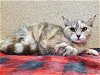 adoptable Cat in sacramento, CA named *PEONY