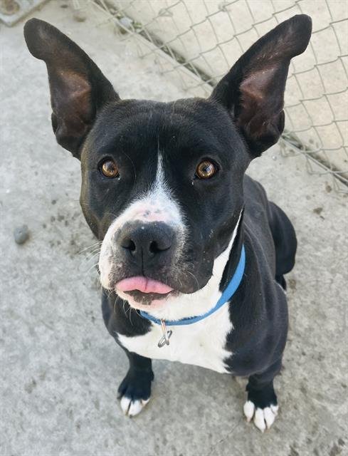 adoptable Dog in Sacramento, CA named *FANCY