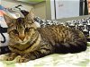 adoptable Cat in sacramento, ca, CA named *GINNY