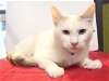 adoptable Cat in sacramento, CA named *SNOWBALL