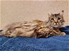 adoptable Cat in sacramento,, CA named *OLIVER