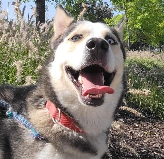 adoptable Dog in Sacramento, CA named ROCKY