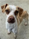 adoptable Dog in sacramento,, CA named *FRECKLES