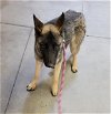adoptable Dog in sacramento,, CA named *DEITER