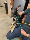 adoptable Dog in sacramento,, CA named *COOPER HOWARD