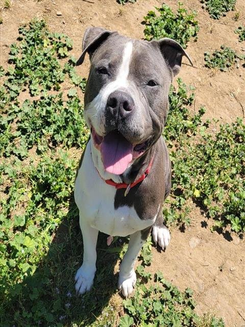 adoptable Dog in Sacramento, CA named *BIG BABY BLUE