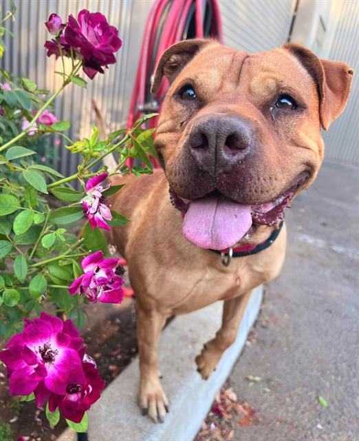 adoptable Dog in Sacramento, CA named *ABBY