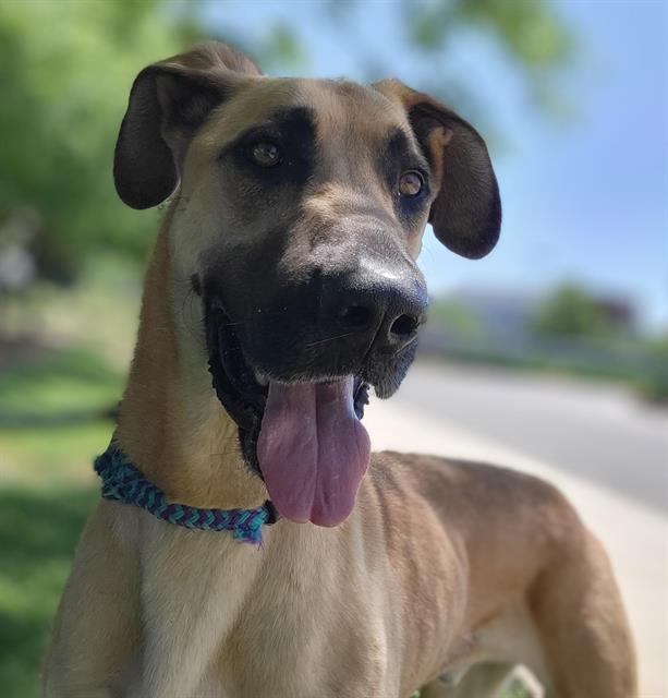 adoptable Dog in Sacramento, CA named DUKE