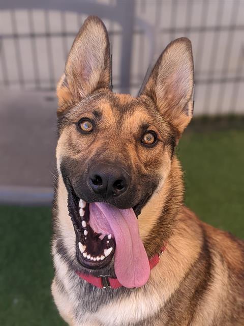 adoptable Dog in Sacramento, CA named ANDY