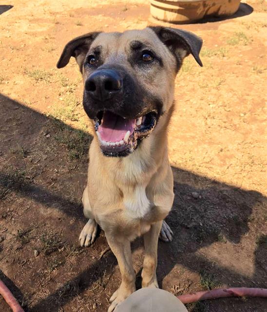 adoptable Dog in Sacramento, CA named *BRONZE