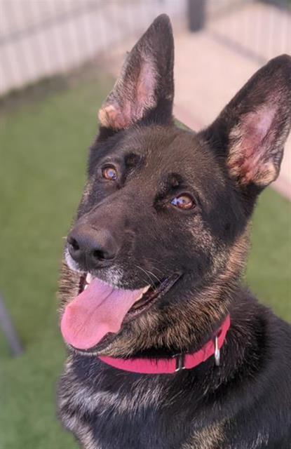 adoptable Dog in Sacramento, CA named NALA