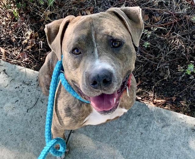 adoptable Dog in Sacramento, CA named *COLTRANE