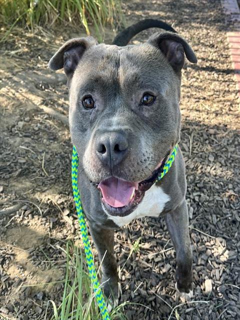 adoptable Dog in Sacramento, CA named *WYATT