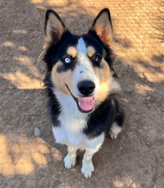 adoptable Dog in Sacramento, CA named *RUGGIERO