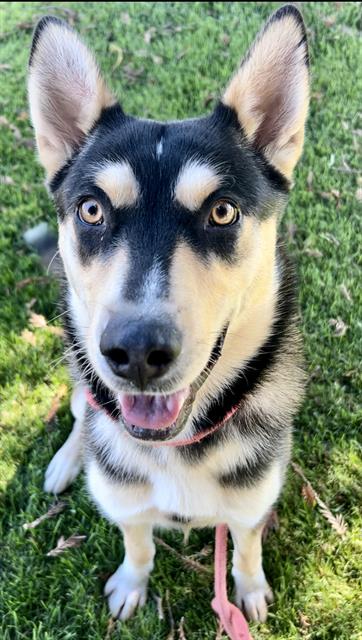 adoptable Dog in Sacramento, CA named *PAOLO