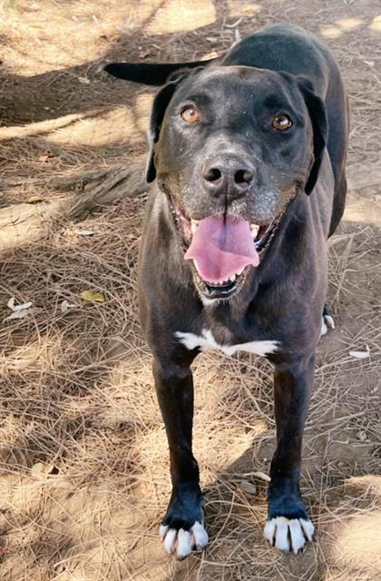 adoptable Dog in Sacramento, CA named JACK