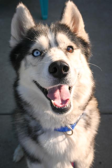 adoptable Dog in Sacramento, CA named *FONZIE