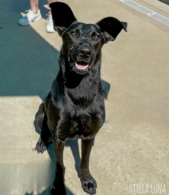 adoptable Dog in Sacramento, CA named *STELLA LUNA