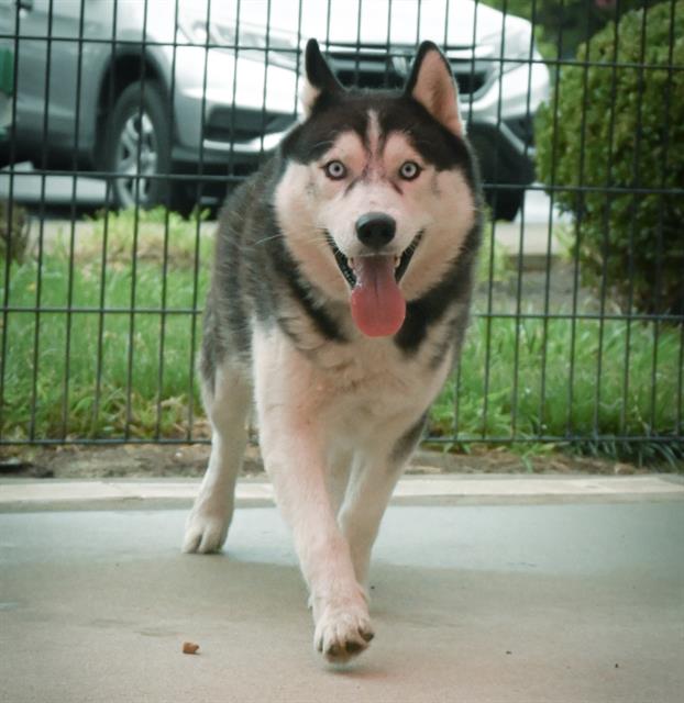 adoptable Dog in Sacramento, CA named *SHERMAN