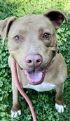 adoptable Dog in Sacramento, CA named *GOLDA