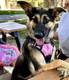 adoptable Dog in Sacramento, CA named *SOPHITIA