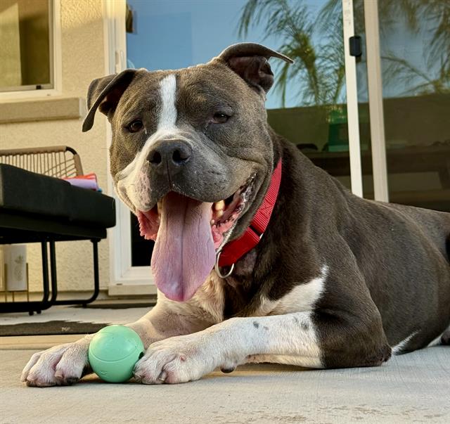 adoptable Dog in Sacramento, CA named *BIG BABY BLUE